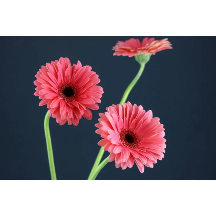 Gerbera Bubblegum