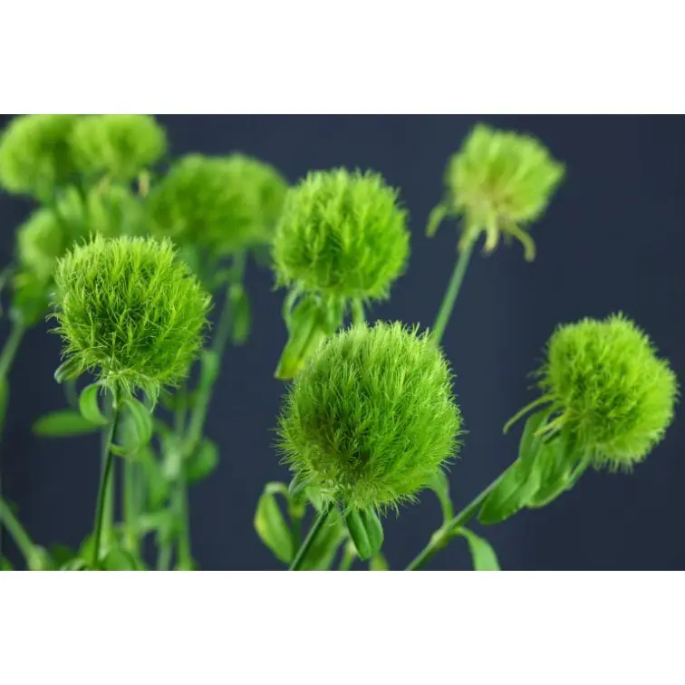 Dianthus Green Trick