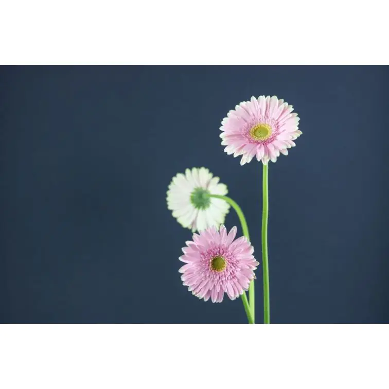Gerbera Maxime