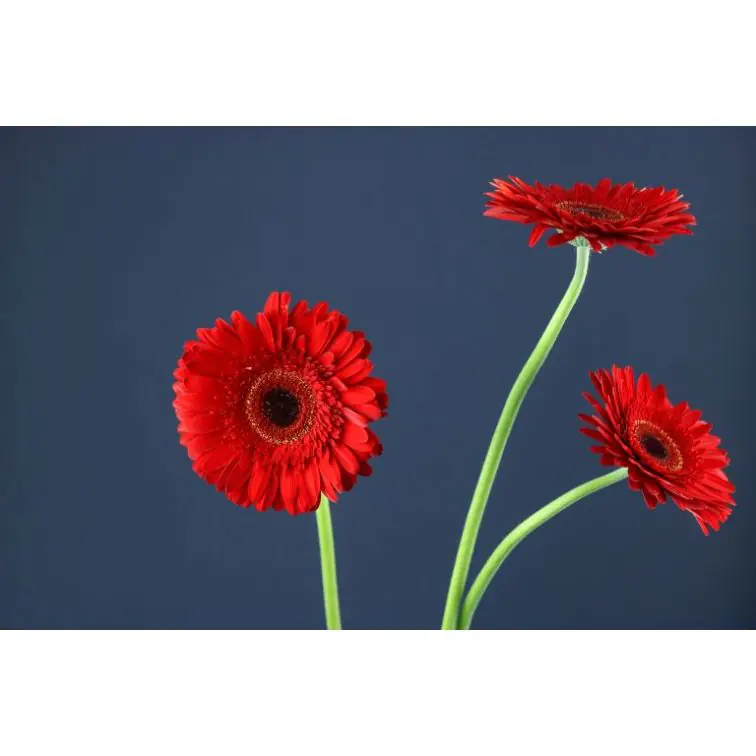 Gerbera Dynamic