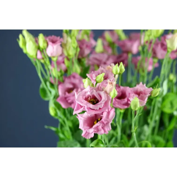 Lizantes Corel Rose