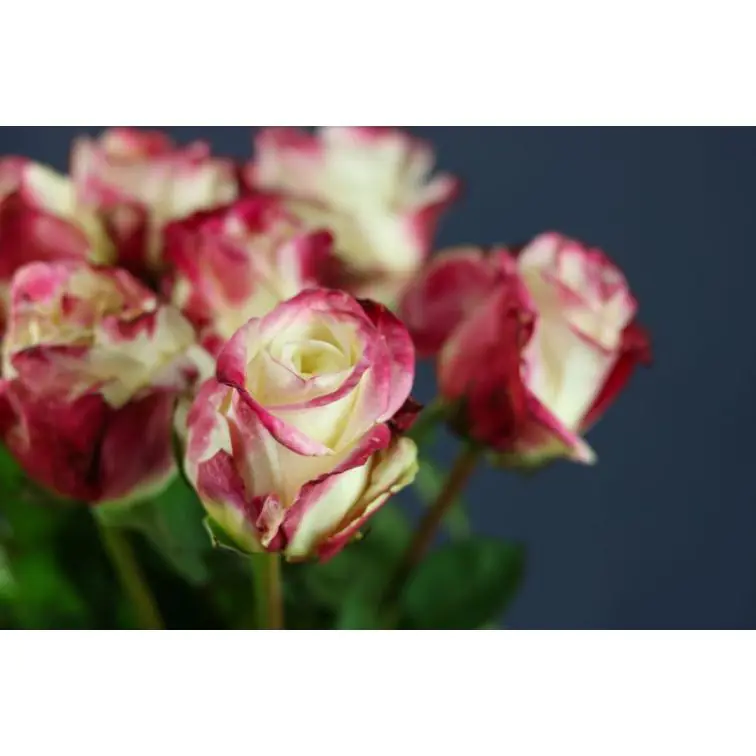 Roses First Kiss