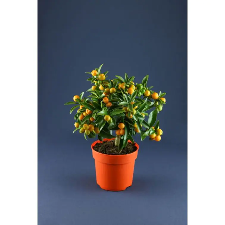 Kalamondīns p15 (Citrus Calamondin)