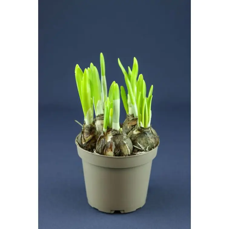 Narcissus 5stams