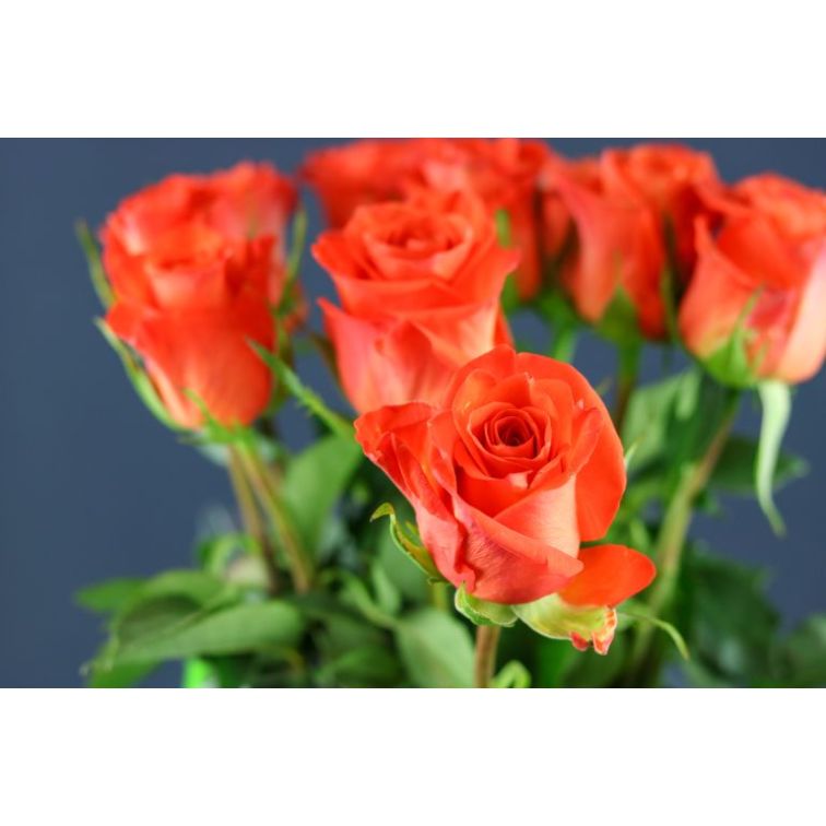 Roses Patz main product photo