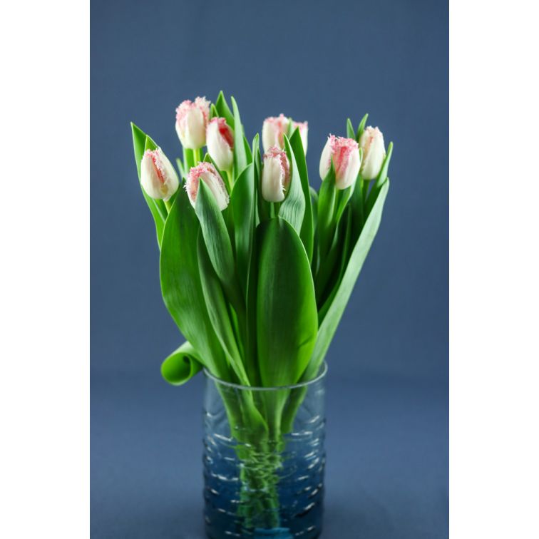 Tulip Neglige