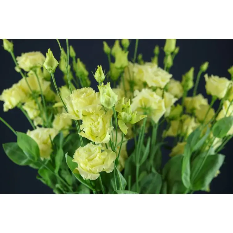 Lizantes Alissa Yellow