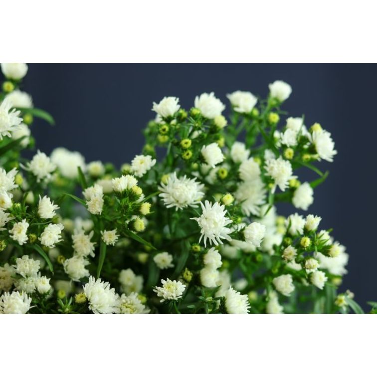 Aster Pretty Wendy main product photo