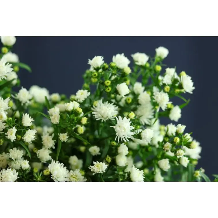 Aster Pretty Wendy