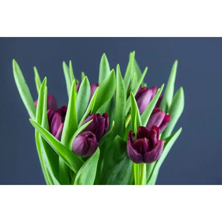 Tulip Palmyra