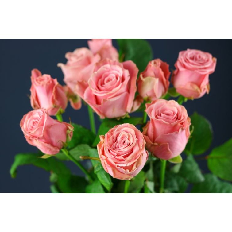 Roses Sophia Loren main product photo