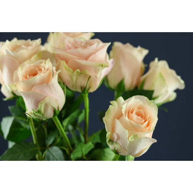 Roses Harmony Peach main product photo