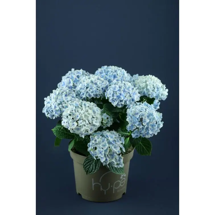 Hortenzija zila p23 (Hydrangea)