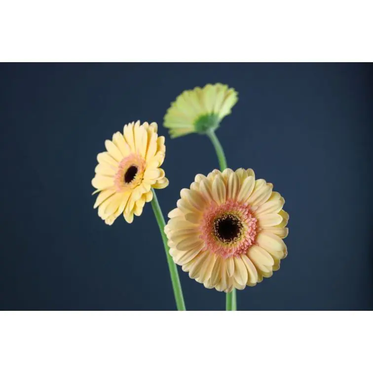 Gerbera Cafe Del Mar