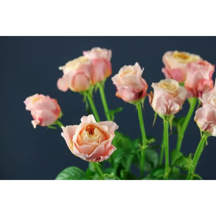 Roses Victorian Secret