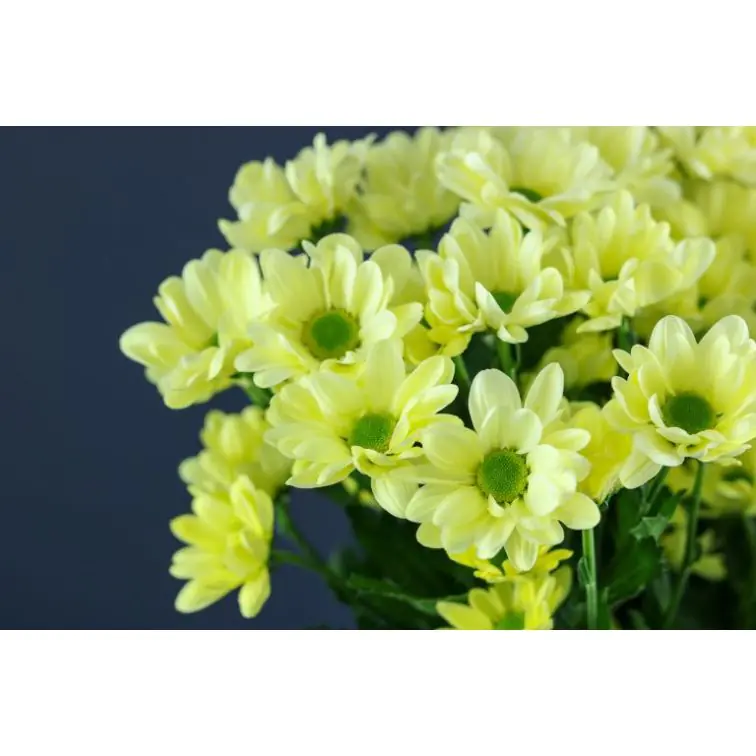 Chrysantemum Chic Cream