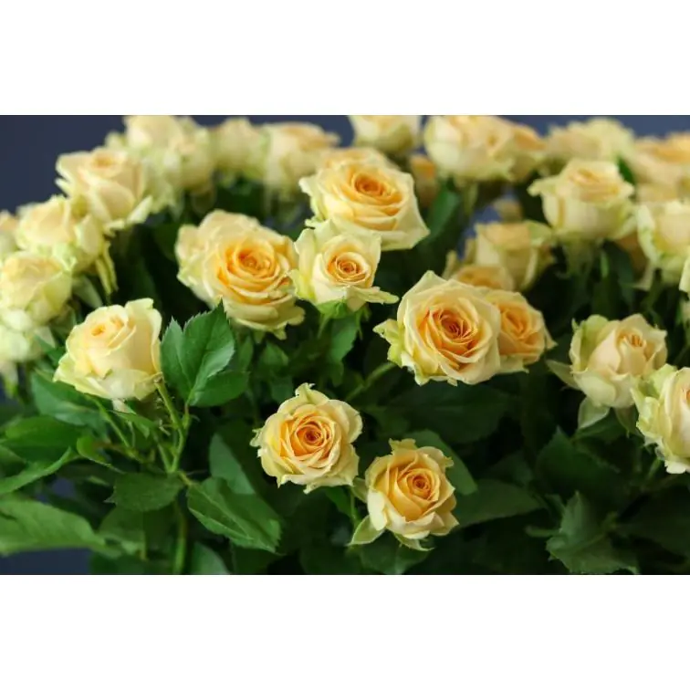 Roses Spray Trinity