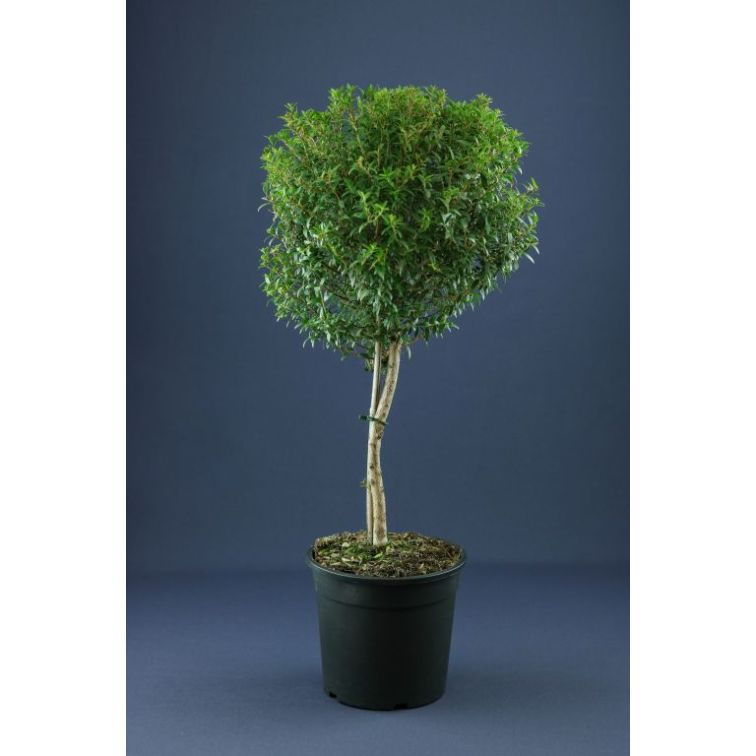 Mirte p17 (Myrtus) main product photo