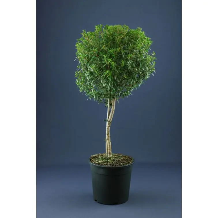 Mirte p17 (Myrtus)