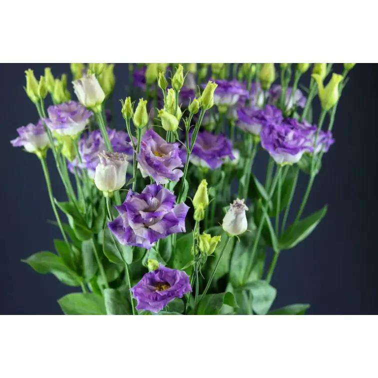 Lizantes Magic Blue Flash