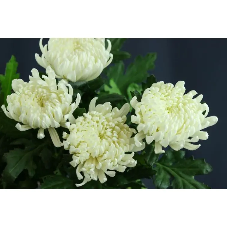 Chrysantemum 1H Antonov