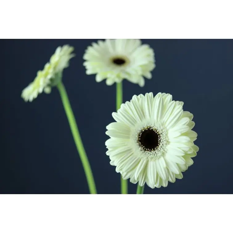 Gerbera White House