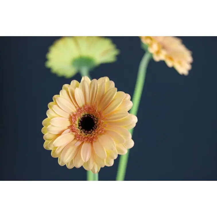 Gerbera Alliance