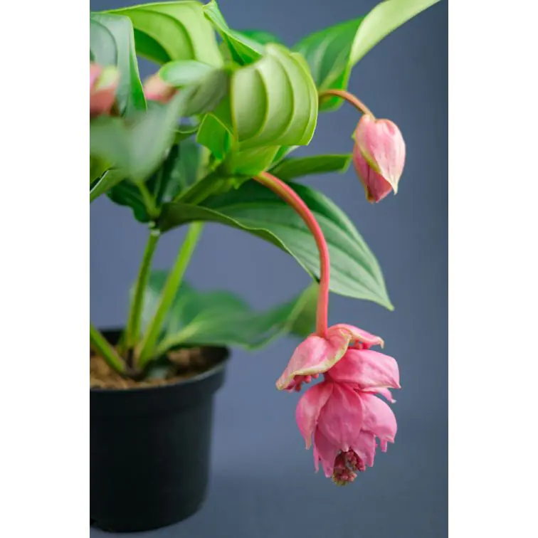 Medinella p17