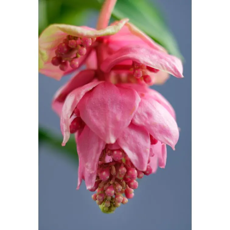 Medinella p17