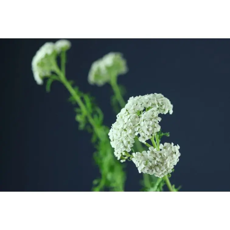 Achillea White Beauty