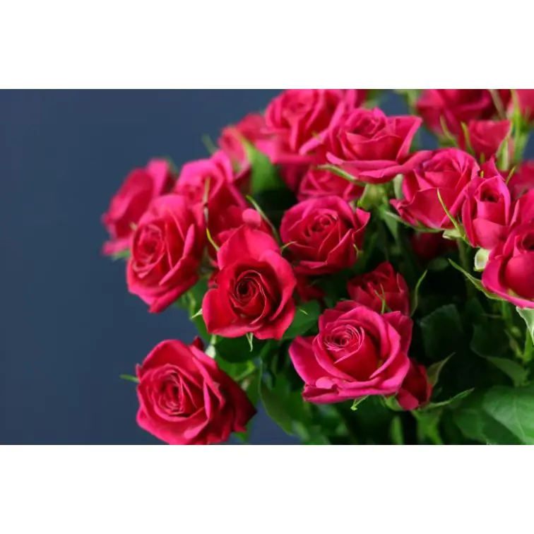 Roses Spray Quincy