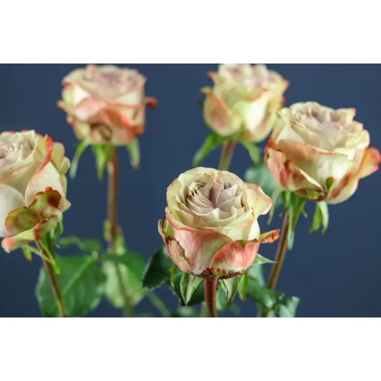 Roses Lilac Wonder