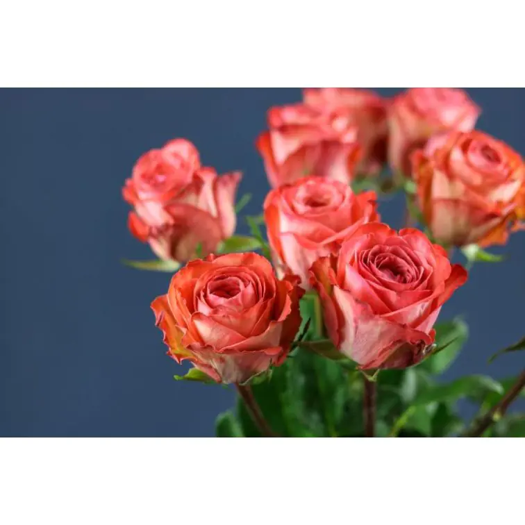 Roses Americano
