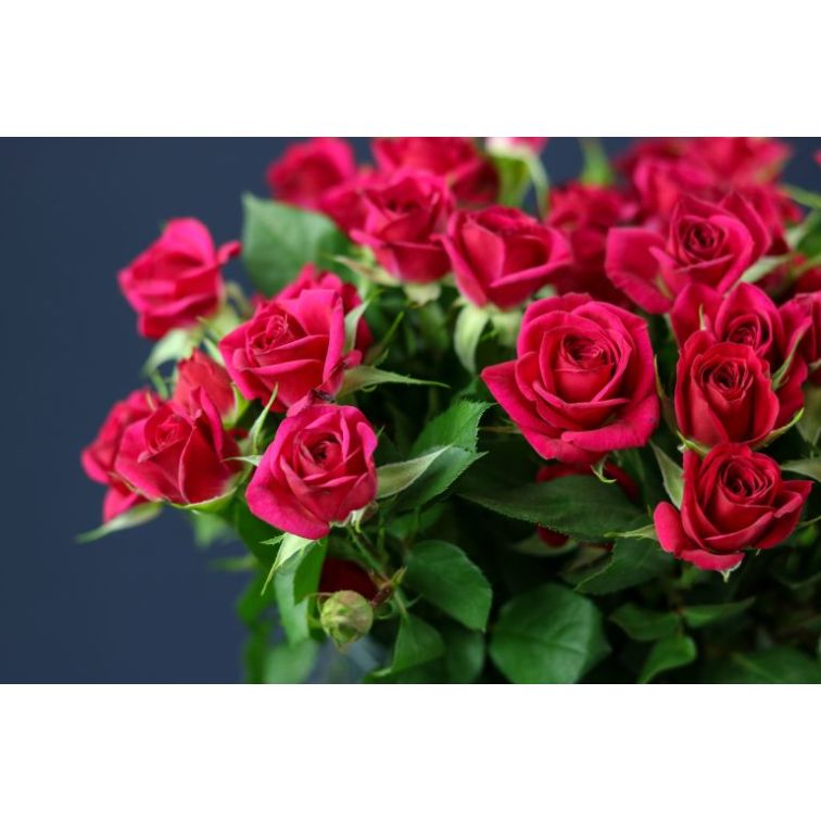 Roses Spray Quincy main product photo