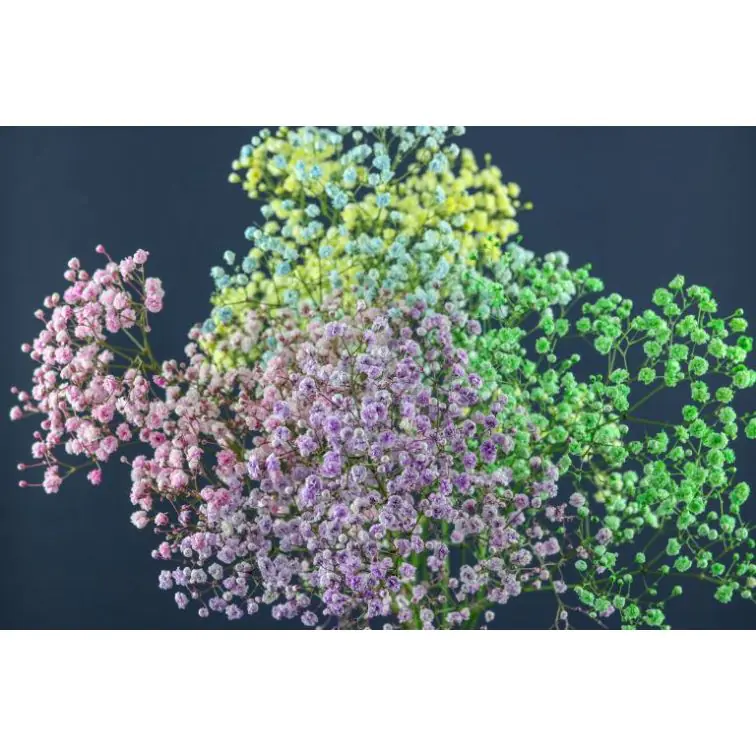 Gypsophilia Rainbow Painted