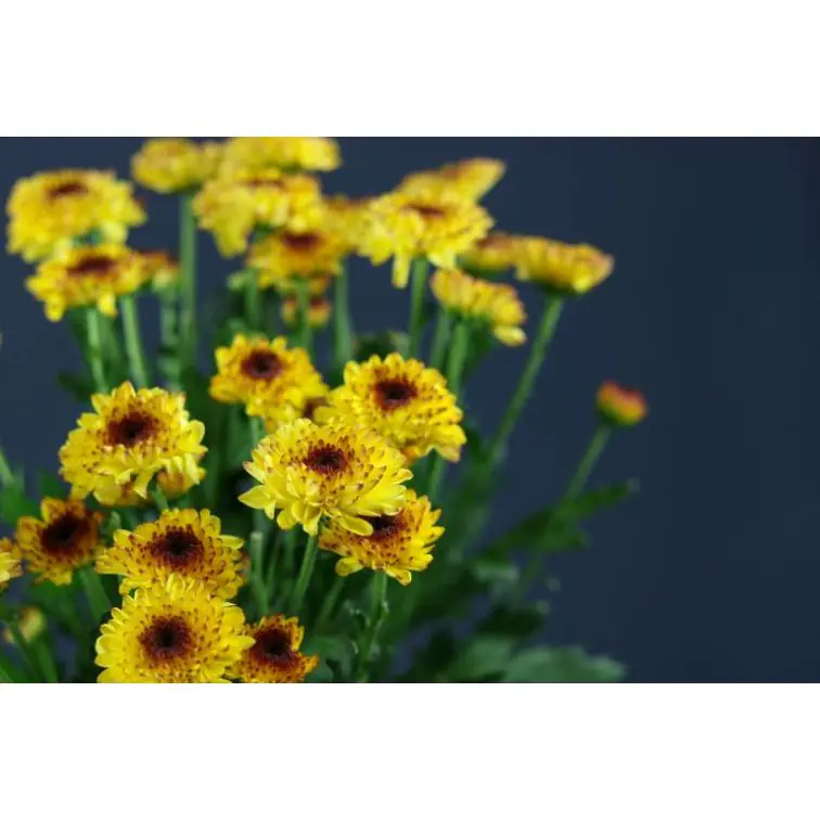 Chrysantemum Abbey Yellow