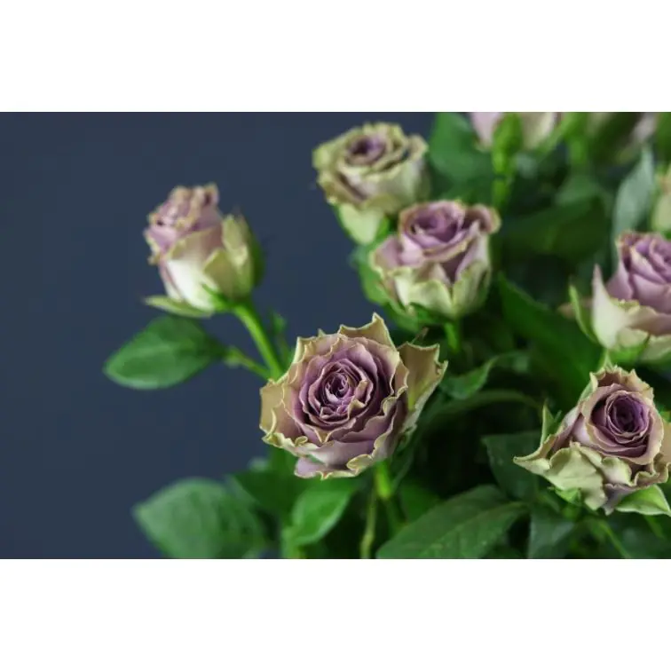 Roses Byzantine