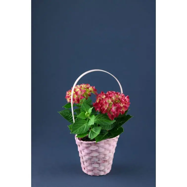 Hydrangea Basket