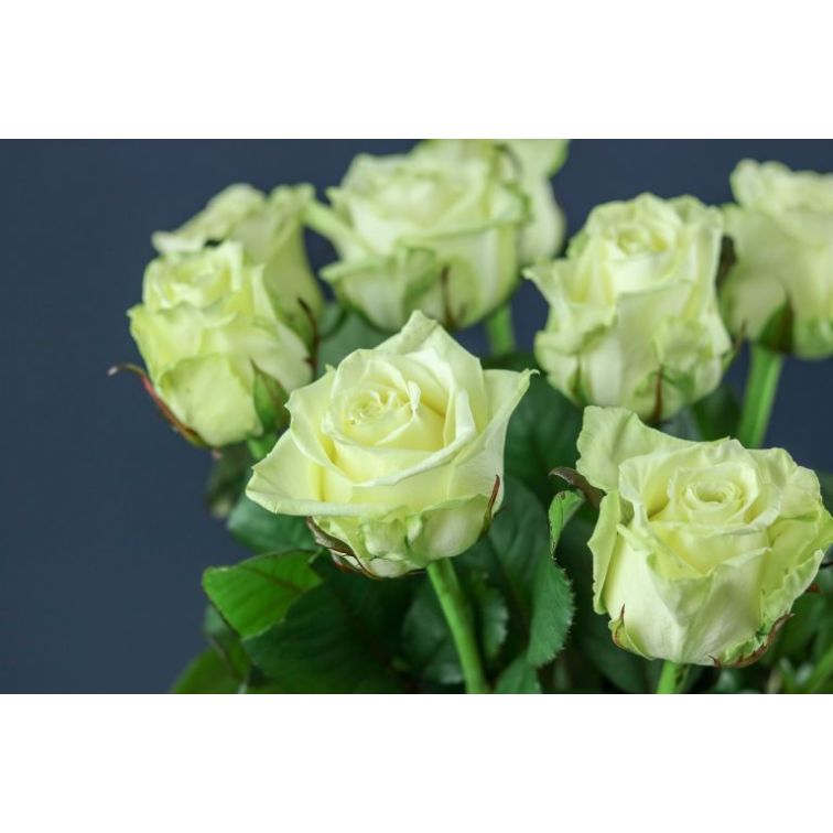 Roses White Naomi Porta main product photo