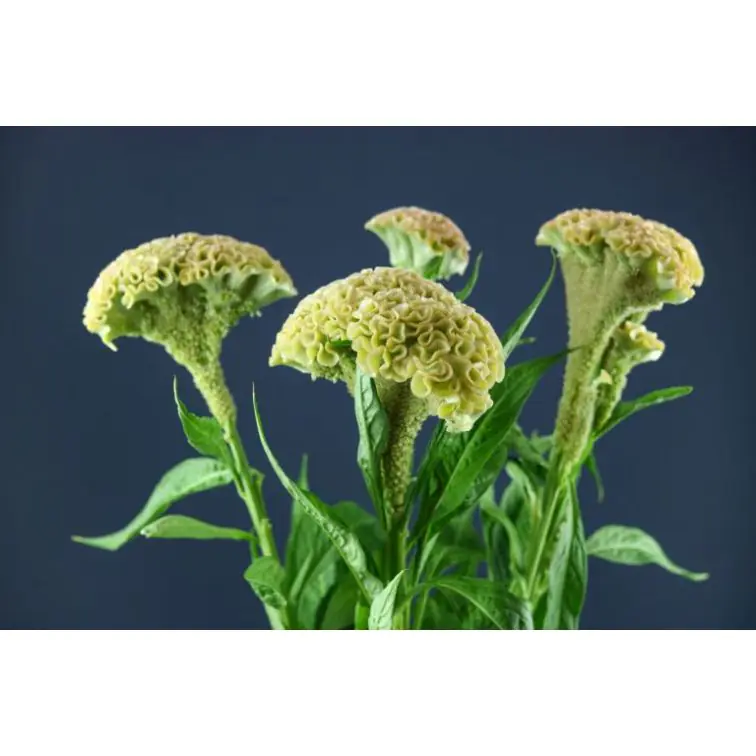Celosia Haute Couture