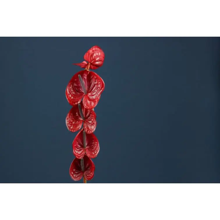 Anthurium Mini Impulz
