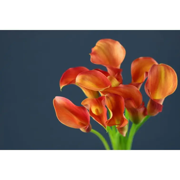 Calla Havana
