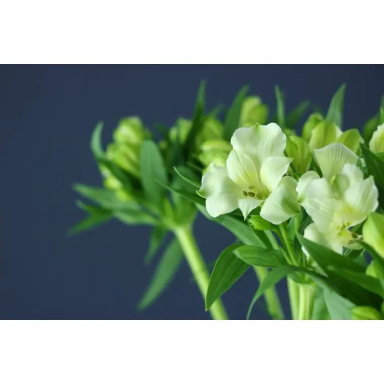 Alstromeria Zeppelin