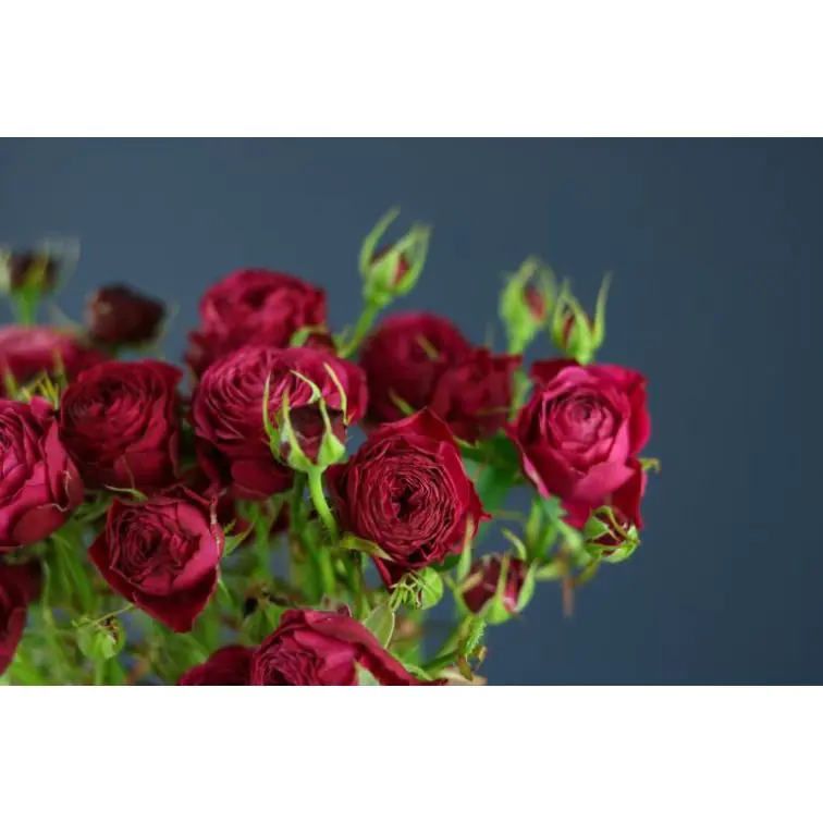 Roses Spray Party Trendsetter