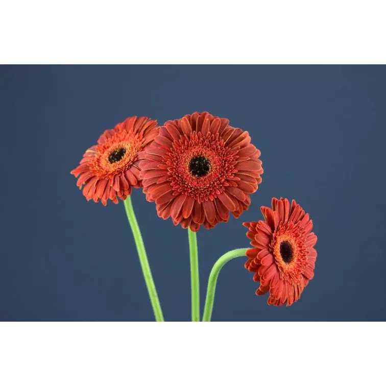 Gerbera Hennessy