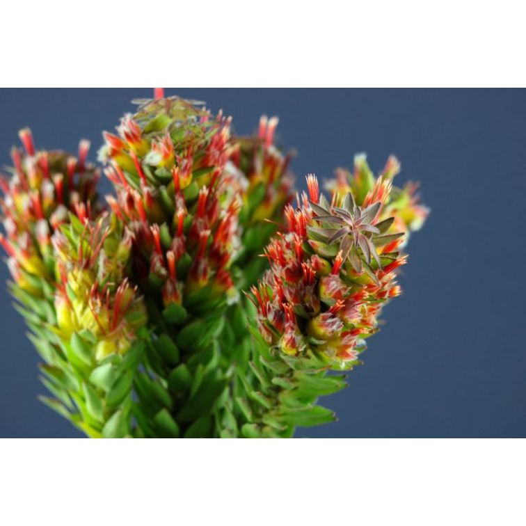 Mimetes Hirtus main product photo