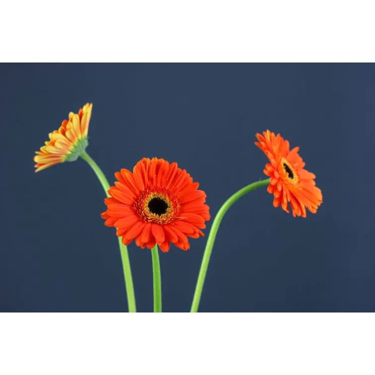 Gerbera Mojo