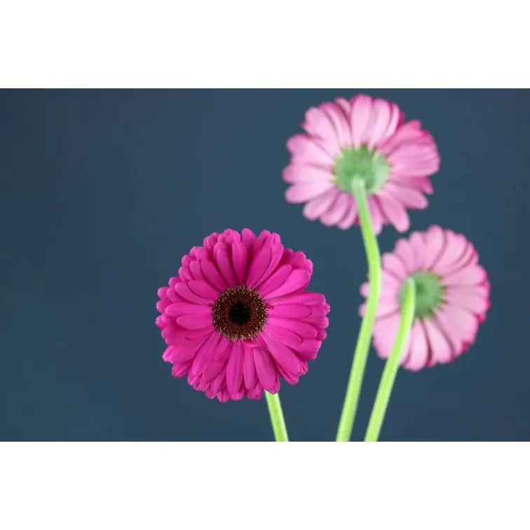 Gerbera Tycoon