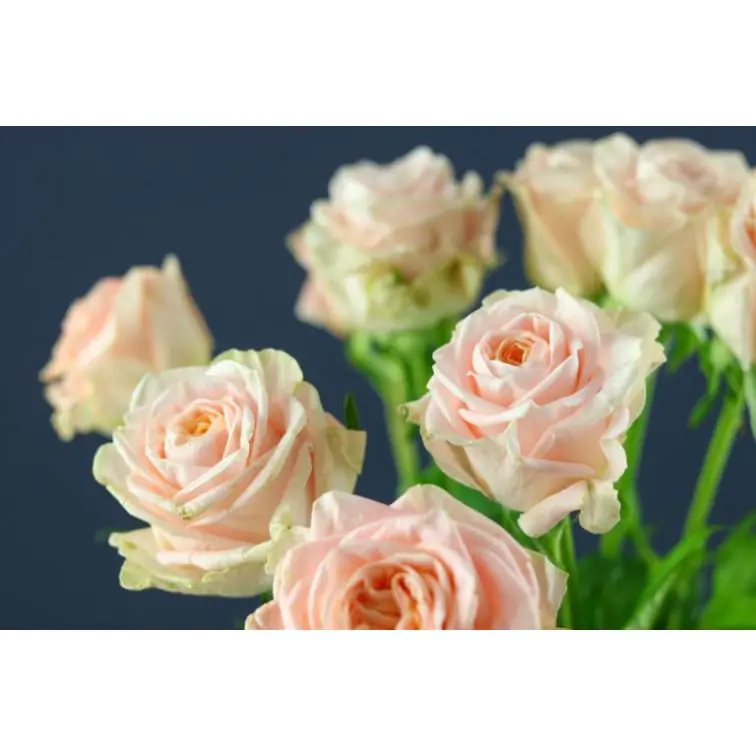 Roses Candice