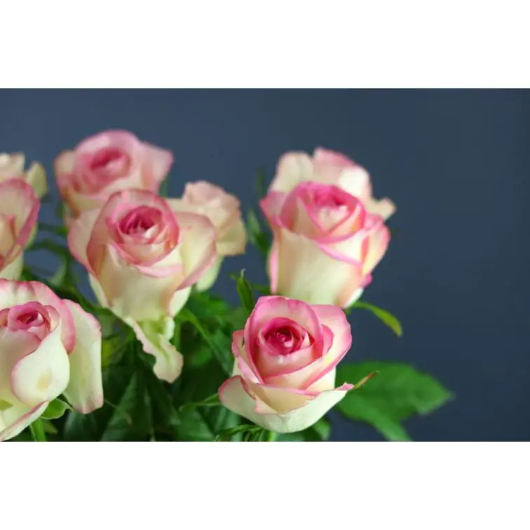 Roses Sugar Bomb